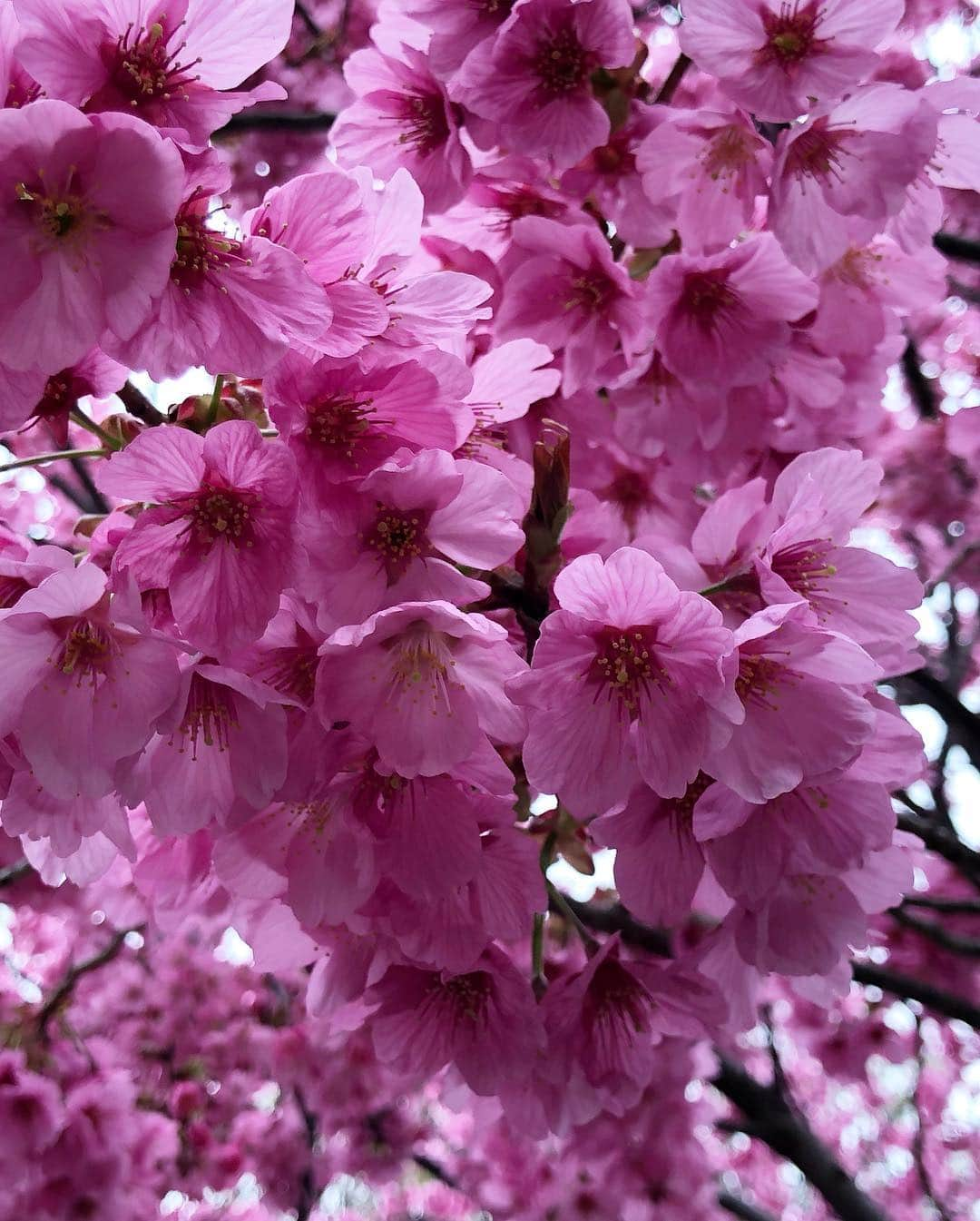 鈴木サチさんのインスタグラム写真 - (鈴木サチInstagram)「お花見🌸🌸🌸 #mama #mother #model #kids #family #お花見 #sakura #tokyo #japan」3月31日 15時36分 - sachi_suzuki