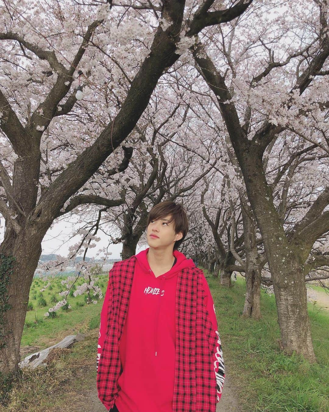 山口託矢さんのインスタグラム写真 - (山口託矢Instagram)「桜🌸 . . #桜 #春 #sakura #cherryblossom #spring  #桜のトンネル #これぞ映え #うきは市 #バリすご8 #九星隊 #ナイスタ #満開  #インスタ映え #ナイスタ映え」3月31日 15時37分 - taku_ya_maguchi