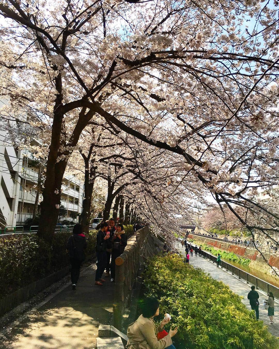 森田繁のインスタグラム：「桜の隧道は人盛り」
