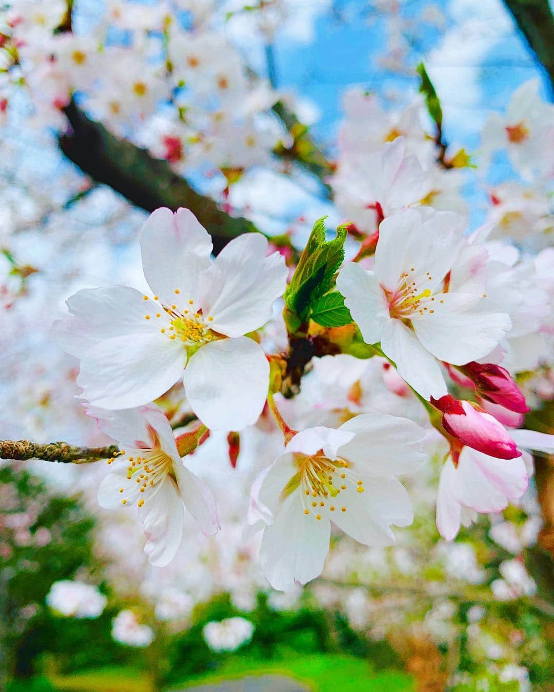 大寺かおりさんのインスタグラム写真 - (大寺かおりInstagram)「福岡の桜も満開🌸☺️💕 #福岡 #桜 #満開 #お花見#春爛漫 #写真好きにはたまらない季節 #ファインダー越しの私の世界 #球春到来 #春が来た #fukuoka #spring #sakura #cherryblossom #japan #photo #photooftheday #photo_jpn」3月31日 15時50分 - kaori_ootera