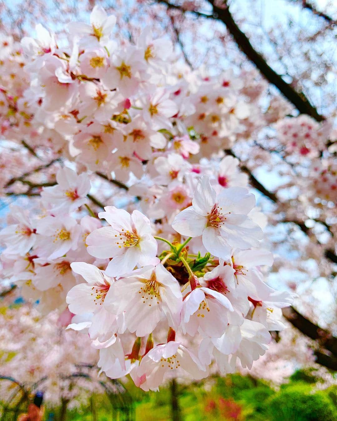 大寺かおりさんのインスタグラム写真 - (大寺かおりInstagram)「福岡の桜も満開🌸☺️💕 #福岡 #桜 #満開 #お花見#春爛漫 #写真好きにはたまらない季節 #ファインダー越しの私の世界 #球春到来 #春が来た #fukuoka #spring #sakura #cherryblossom #japan #photo #photooftheday #photo_jpn」3月31日 15時50分 - kaori_ootera