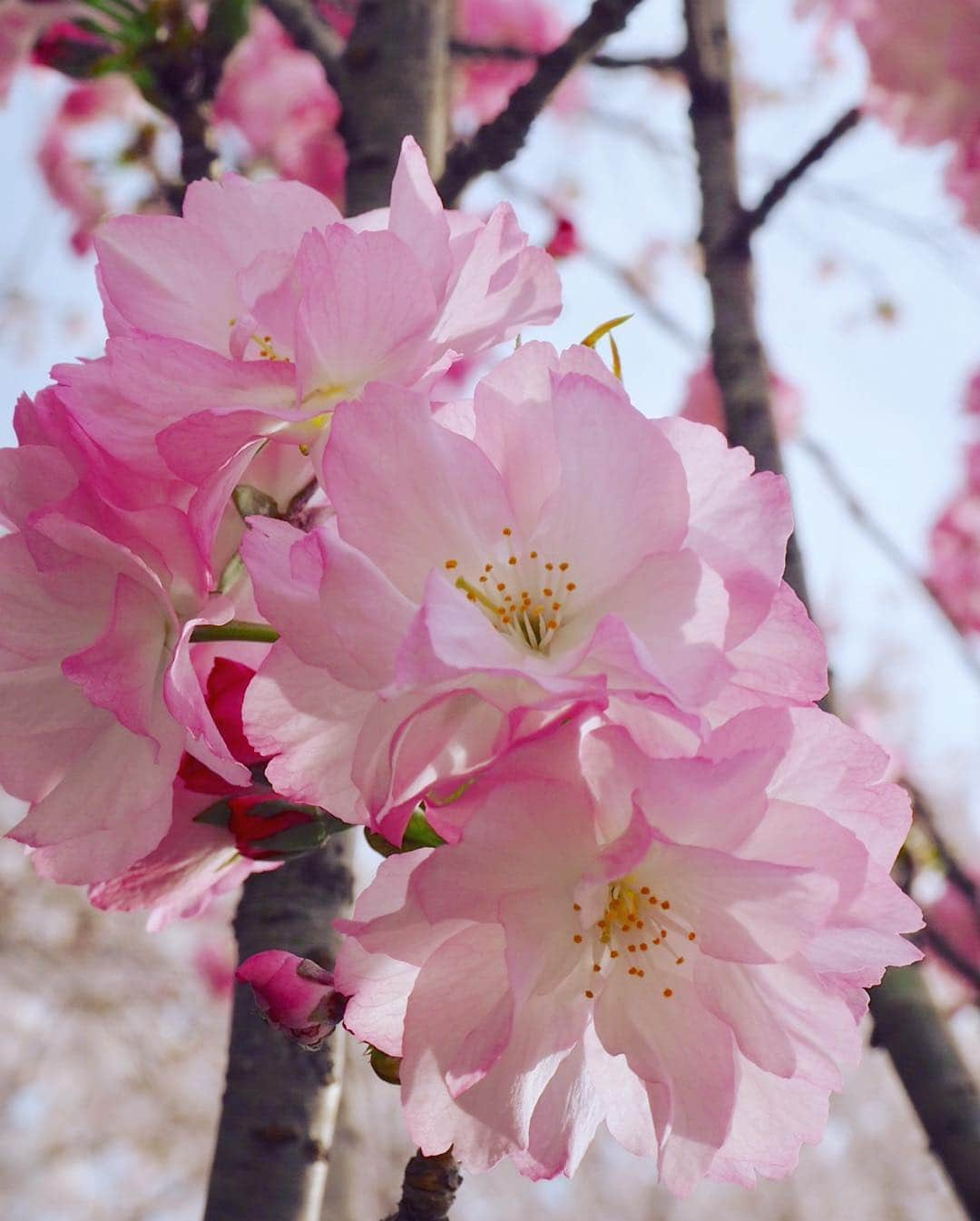 大寺かおりさんのインスタグラム写真 - (大寺かおりInstagram)「福岡の桜も満開🌸☺️💕 #福岡 #桜 #満開 #お花見#春爛漫 #写真好きにはたまらない季節 #ファインダー越しの私の世界 #球春到来 #春が来た #fukuoka #spring #sakura #cherryblossom #japan #photo #photooftheday #photo_jpn」3月31日 15時50分 - kaori_ootera