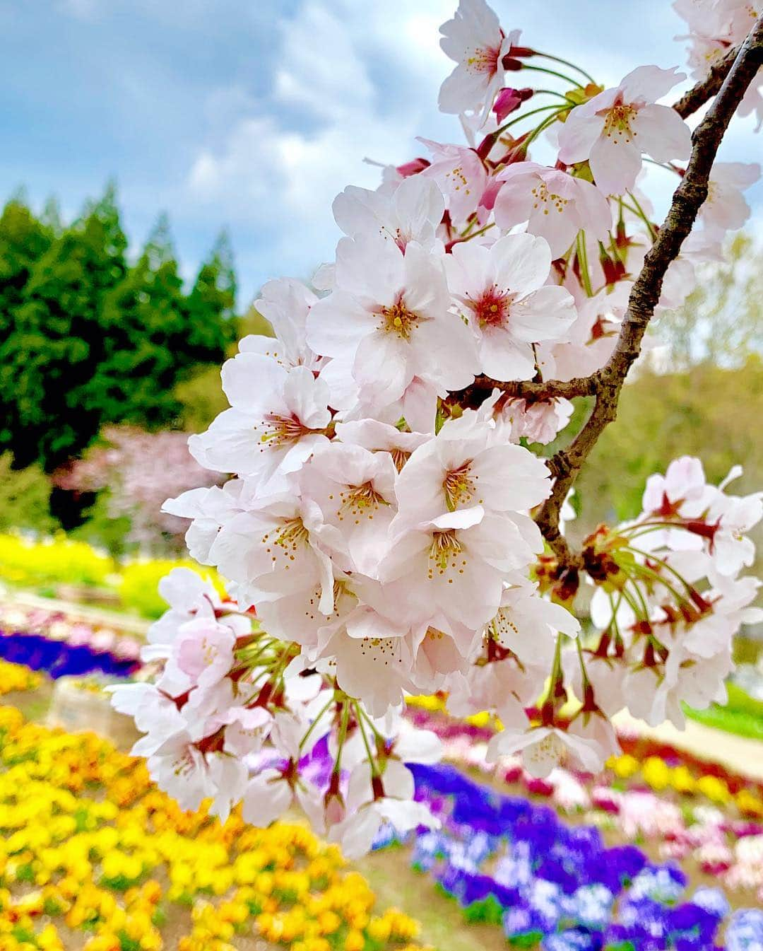 大寺かおりさんのインスタグラム写真 - (大寺かおりInstagram)「福岡の桜も満開🌸☺️💕 #福岡 #桜 #満開 #お花見#春爛漫 #写真好きにはたまらない季節 #ファインダー越しの私の世界 #球春到来 #春が来た #fukuoka #spring #sakura #cherryblossom #japan #photo #photooftheday #photo_jpn」3月31日 15時50分 - kaori_ootera