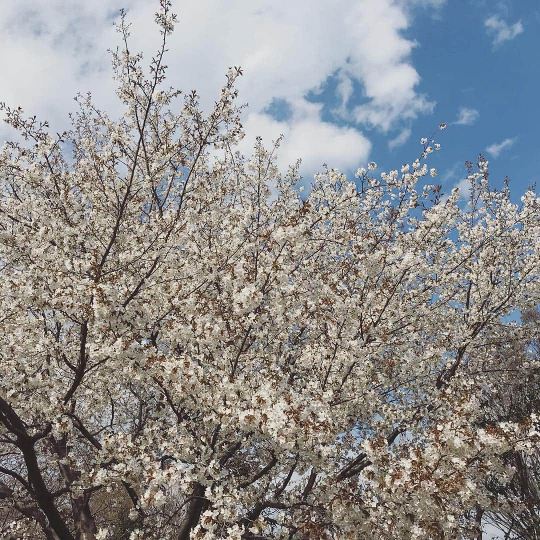 山田稔明さんのインスタグラム写真 - (山田稔明Instagram)「春の色」3月31日 16時00分 - toshiakiyamada