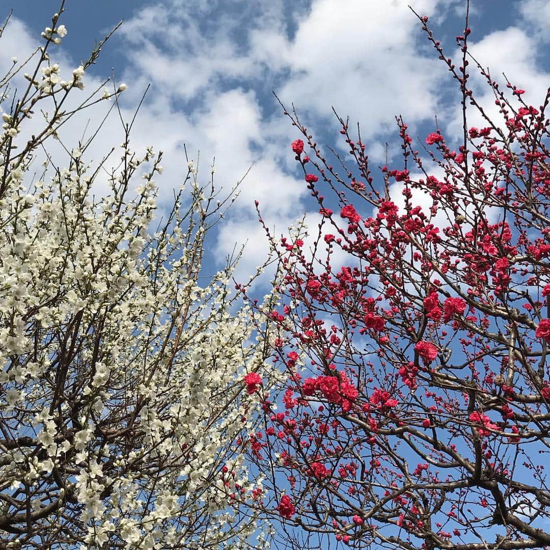 山田稔明さんのインスタグラム写真 - (山田稔明Instagram)「春の色」3月31日 16時00分 - toshiakiyamada
