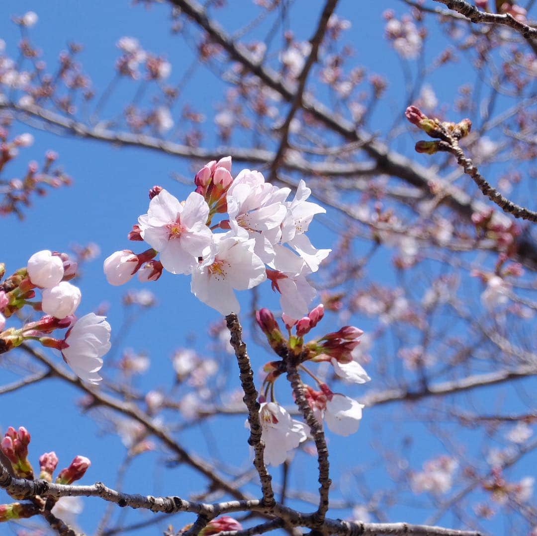 のインスタグラム：「今日の桜。堺市、白鷺公園の桜。二分咲きぐらいかなあ。風が強くて、けっこう寒かったです。 #桜 #花見 #白鷺公園 #cherryblossom #flowers」