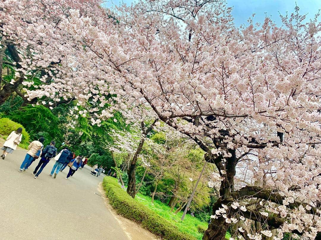 植草歩さんのインスタグラム写真 - (植草歩Instagram)「お花見🌸おしゃピク🍡 最高だった❥︎:❥︎🔫 爆笑しまくった🤣🤣🤣 笑うことが最高のリフレッシュ💓 . #お花見⁠ ⁠ #桜⁠ ⁠ #おしゃピク #おしゃれピクニック #新宿御苑 #空手仲間 #全階級集合」3月31日 16時02分 - ayayumin0725