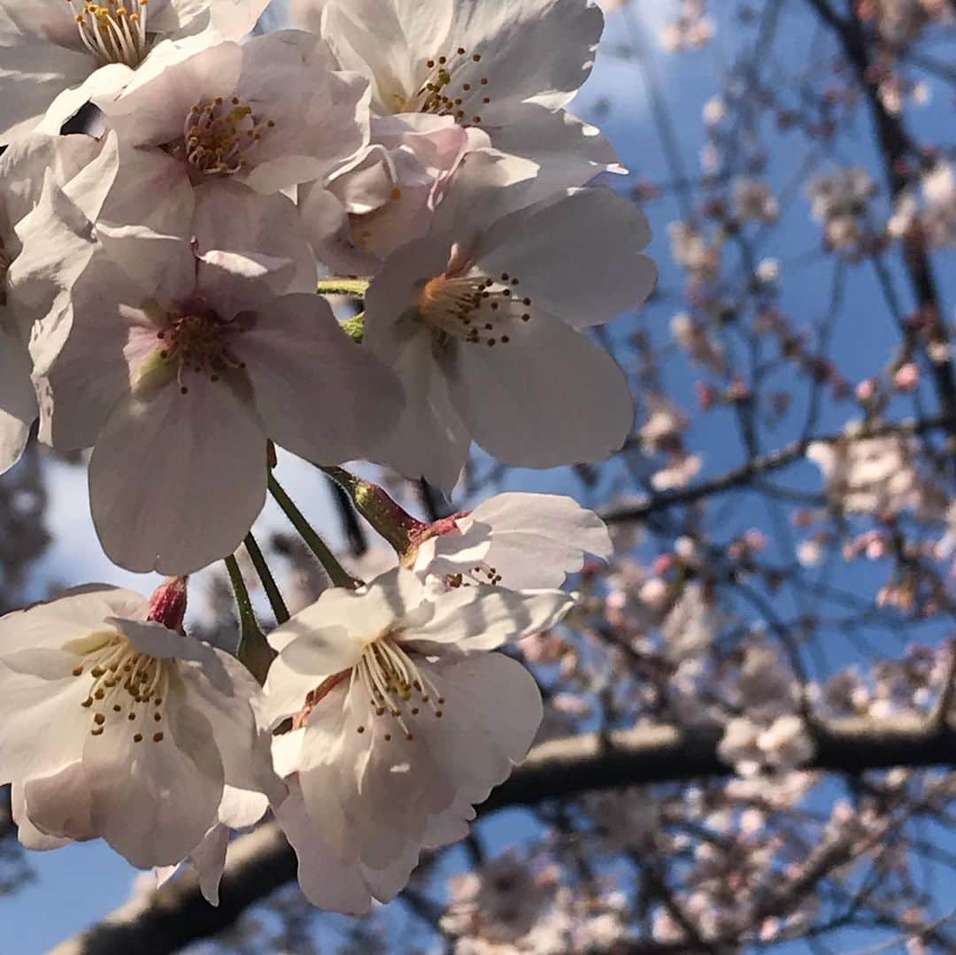 奈美悦子さんのインスタグラム写真 - (奈美悦子Instagram)「お天気がよいから近所を散歩〜🌸#桜#チューリップ#なのはな#近所を散歩#ブラブラ#春ですね」3月31日 16時04分 - nami.etsuko