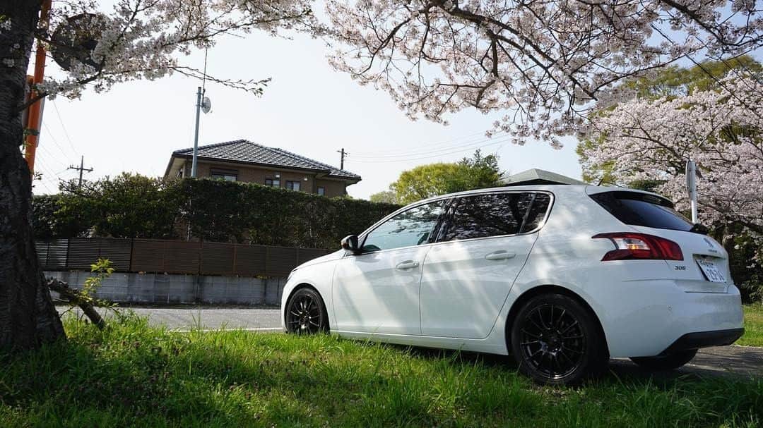 Peugeot_jpさんのインスタグラム写真 - (Peugeot_jpInstagram)「桜前線、日本を縦断中。  Photo by @takahiro.y__ さん #Peugeot308 #PeugeotFans」3月31日 16時05分 - peugeot_jp