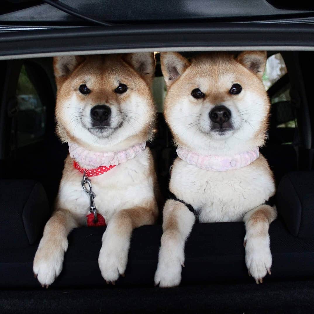 柴犬たま Shibainu Tamaのインスタグラム