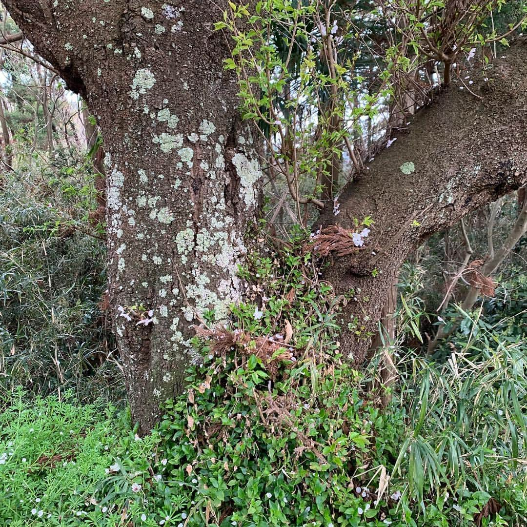 クリス智子さんのインスタグラム写真 - (クリス智子Instagram)「鎌倉、山道をゆく。山桜、あちこち。穏やかな気持ちになりました。  途中でリスが桜の花をむしゃむしゃしているのを発見。蜜を飲んでいるのかな。  #鎌倉  #山道ハイキング  #山桜」3月31日 16時27分 - chris_tomoko