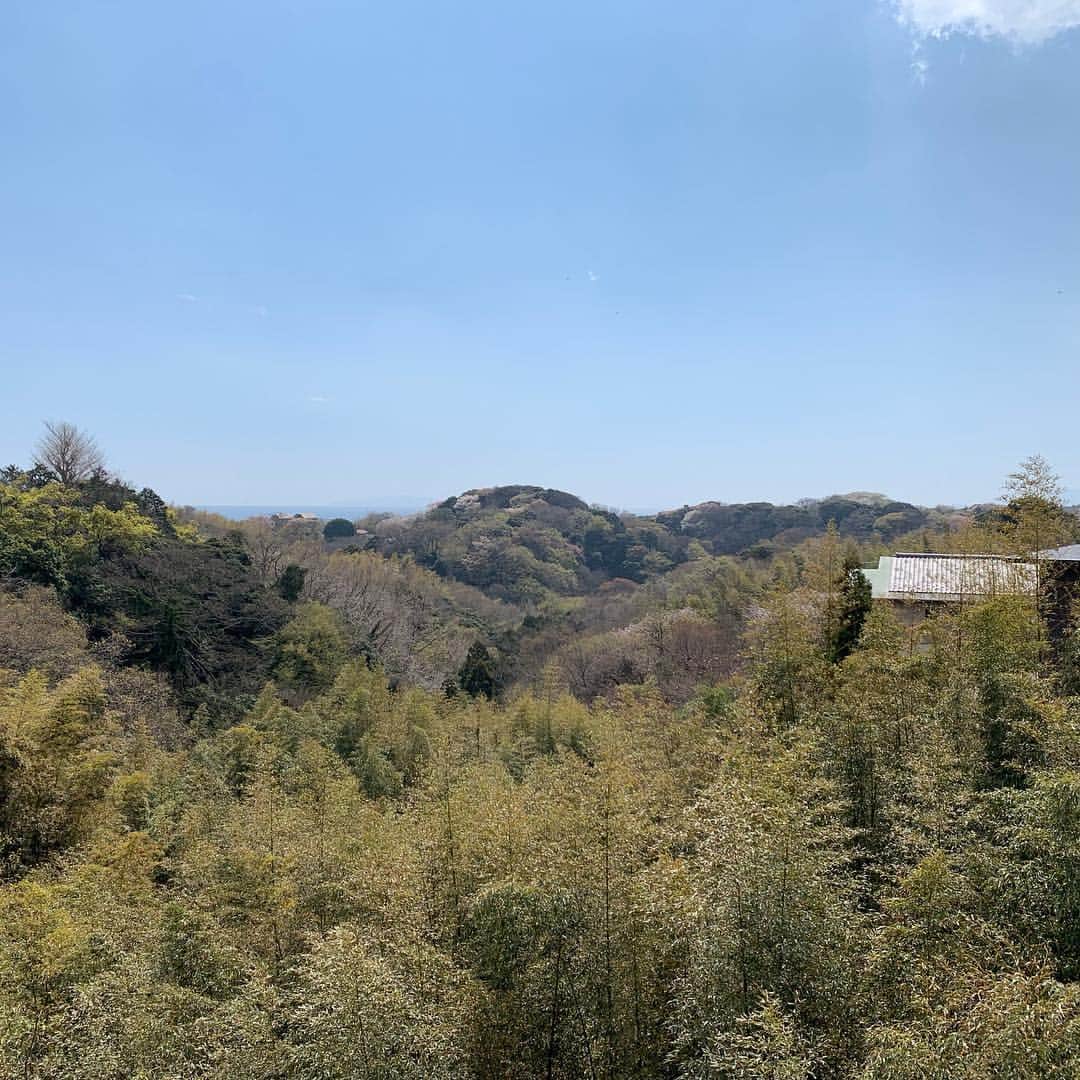 クリス智子さんのインスタグラム写真 - (クリス智子Instagram)「鎌倉、山道をゆく。山桜、あちこち。穏やかな気持ちになりました。  途中でリスが桜の花をむしゃむしゃしているのを発見。蜜を飲んでいるのかな。  #鎌倉  #山道ハイキング  #山桜」3月31日 16時27分 - chris_tomoko