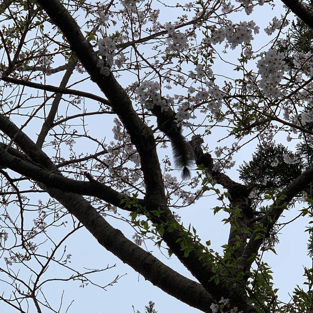 クリス智子さんのインスタグラム写真 - (クリス智子Instagram)「鎌倉、山道をゆく。山桜、あちこち。穏やかな気持ちになりました。  途中でリスが桜の花をむしゃむしゃしているのを発見。蜜を飲んでいるのかな。  #鎌倉  #山道ハイキング  #山桜」3月31日 16時27分 - chris_tomoko