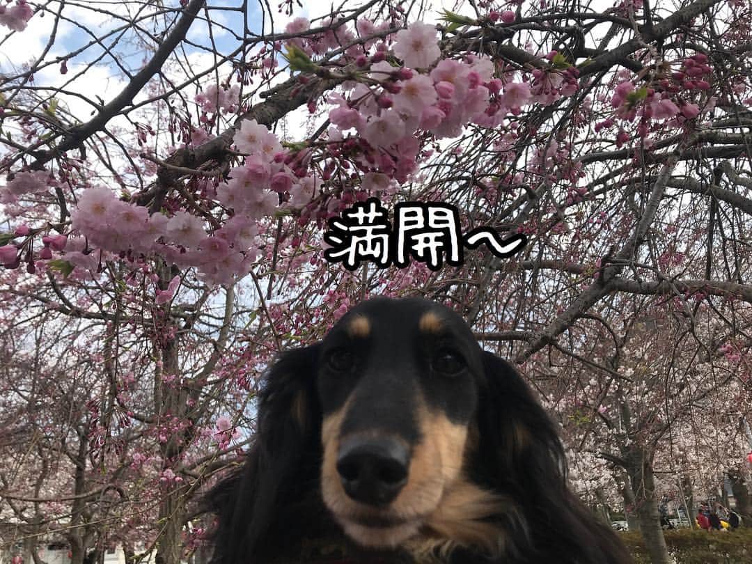 メルロコ一家の楽屋裏さんのインスタグラム写真 - (メルロコ一家の楽屋裏Instagram)「ご近所でお花見散歩。桜を堪能しました。 #どこ見てるかわからない黒タン #ブログにも来てね#メルロコ一家の横須賀ストーリー#メルロコモコどん#ミニチュアダックスフンド#ミニチュアダックス#ダックスフンド#ダックス#多頭飼い#横須賀暮らし#instadog#僕どんちゃん」3月31日 16時23分 - merulocomocodon