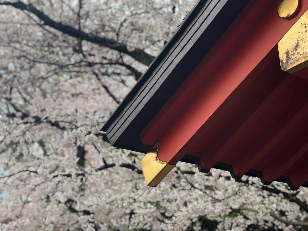 秋田知里さんのインスタグラム写真 - (秋田知里Instagram)「今年度の挨拶をしに神社に行ってきましたー！参拝はよくするけど御朱印集めとかはそんなに興味なかった私ですが、平成も終わるし生まれた元号の時に貰っておいた方がいいな〜と思って、好きな数字3と1ががたくさん並んでる今日ついに貰ってきました！花園神社は御朱印帳も素敵！！！」3月31日 16時28分 - akitachisato_official