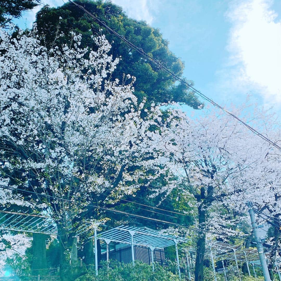 原田曜平さんのインスタグラム写真 - (原田曜平Instagram)「僕は花見に行くよりただ歩いている時にふと見る桜🌸が好き そして、日本以外の国にもたくさん桜はあるのに、自分たちだけのものだと思い込んでいる日本人の狭さも 四季だってたくさんの国にあります でも、日本人は日本だけのものを欲しがり、そう信じる なんか、そんなところが可愛らしくて好き」3月31日 16時39分 - yohei.harada_official