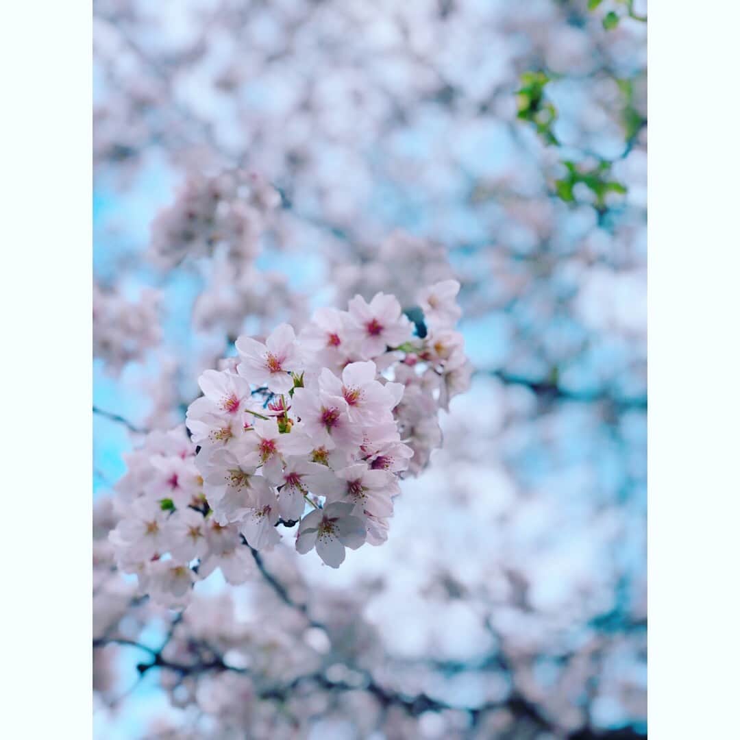 望月理恵さんのインスタグラム写真 - (望月理恵Instagram)「お花見🌸  春は木々が花を咲かせ名を名乗る。」3月31日 16時42分 - mochiee28