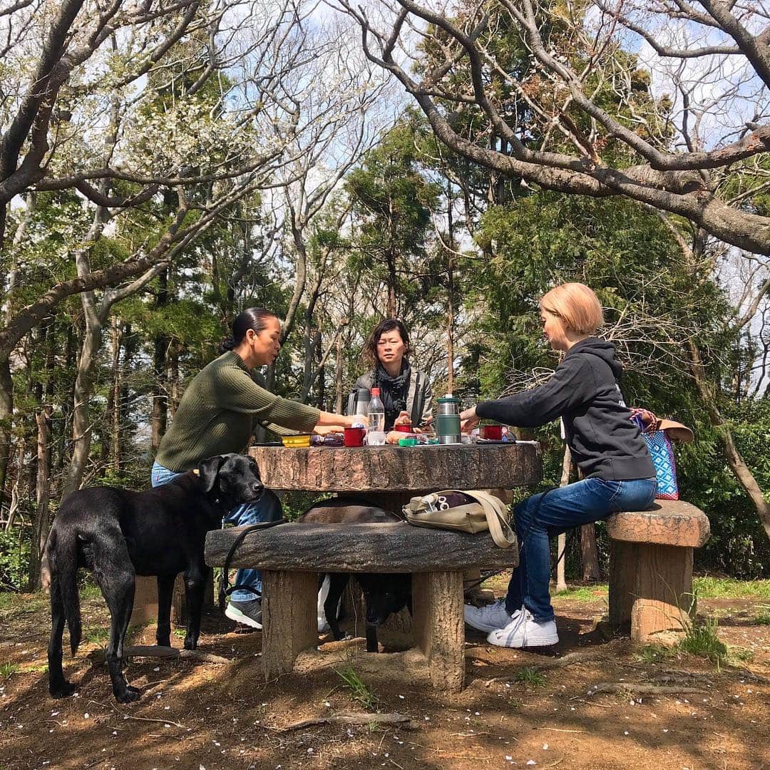 マル子さんのインスタグラム写真 - (マル子Instagram)「今年もお花見🌸出来ました🍡 途中からマル子の帰りたいコールが激しくなっちゃったけどご一緒してくれたハルアヤケーコありがとう😊 来年も行こうね！ #マル子  #柴犬  #shiba  #お花見2019」3月31日 16時47分 - tomikago