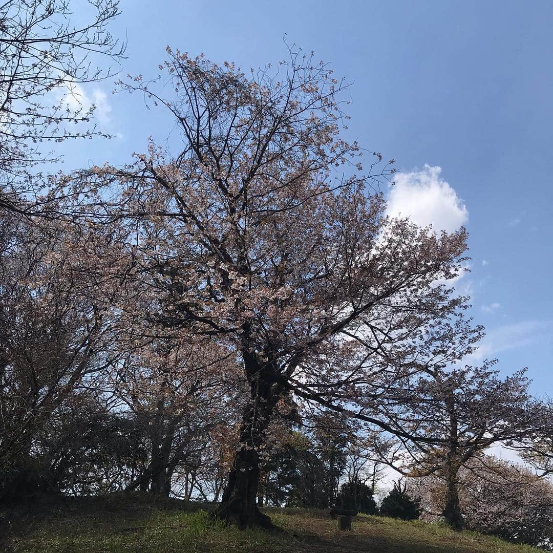 マル子さんのインスタグラム写真 - (マル子Instagram)「今年もお花見🌸出来ました🍡 途中からマル子の帰りたいコールが激しくなっちゃったけどご一緒してくれたハルアヤケーコありがとう😊 来年も行こうね！ #マル子  #柴犬  #shiba  #お花見2019」3月31日 16時47分 - tomikago