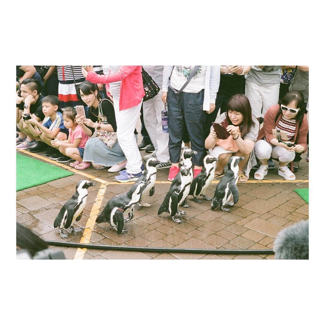 加村真美のインスタグラム：「🐧🐧🐧🐧🐧🐧🐧 #film #instagram」