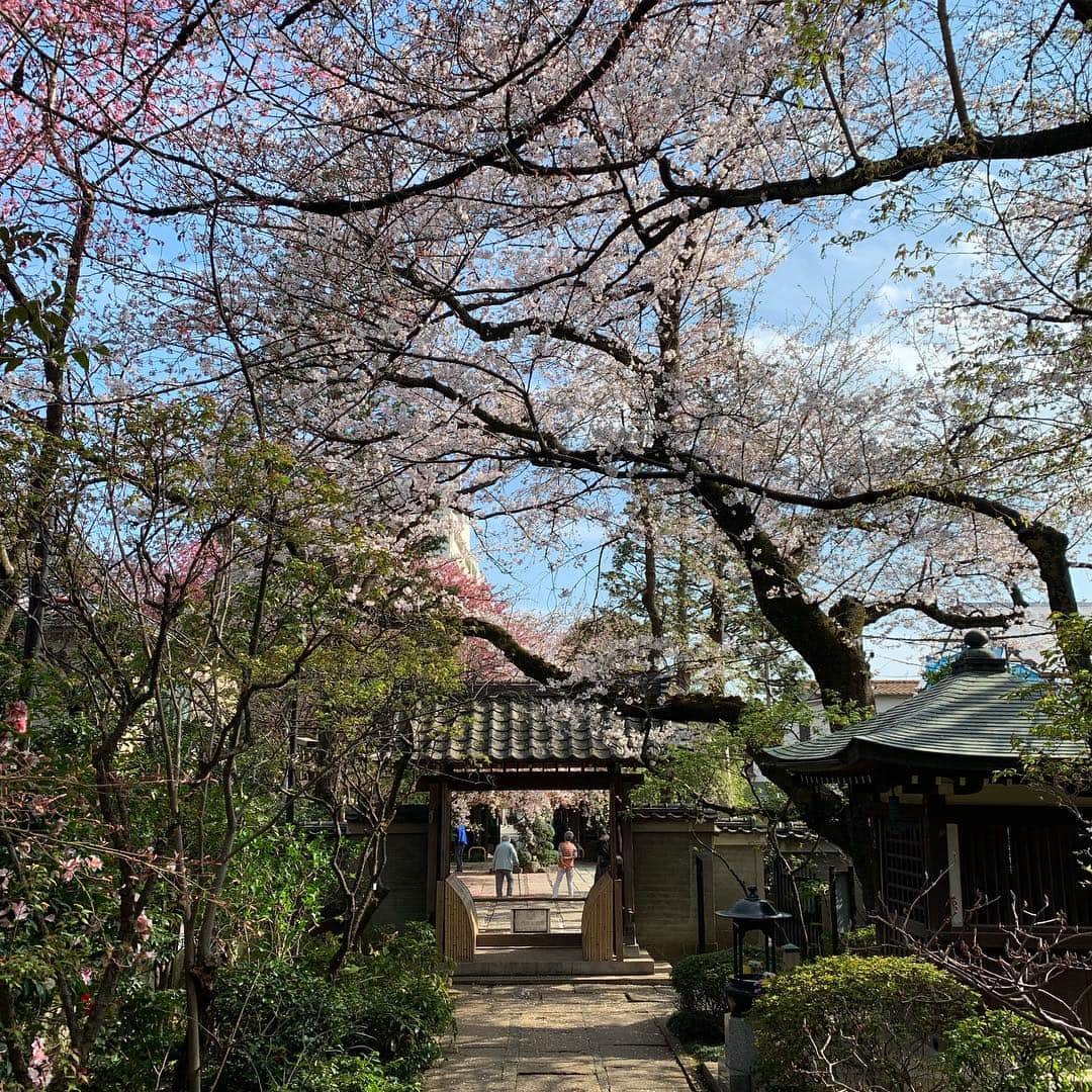 西田善太さんのインスタグラム写真 - (西田善太Instagram)「ソメイヨシノ発祥の地、染井銀座付近は"意地でも"桜の手入れを怠らない。駒込近辺はだから、歩いてるだけで花見🌸になる優雅な数日があるのだす。近所に越してきた後輩にジョギングがてら桜案内で15,000歩。 #ソメイヨシノ」3月31日 17時01分 - zentanishida