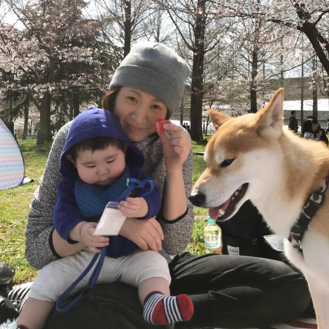 高橋みゆきのインスタグラム：「恒例のお花見🌸まだそんな咲いてなかったよ😅クラ吉は慣れたもんです🐶心坊は初🌸 #花見 #いつも満開前に行くね #まったり」