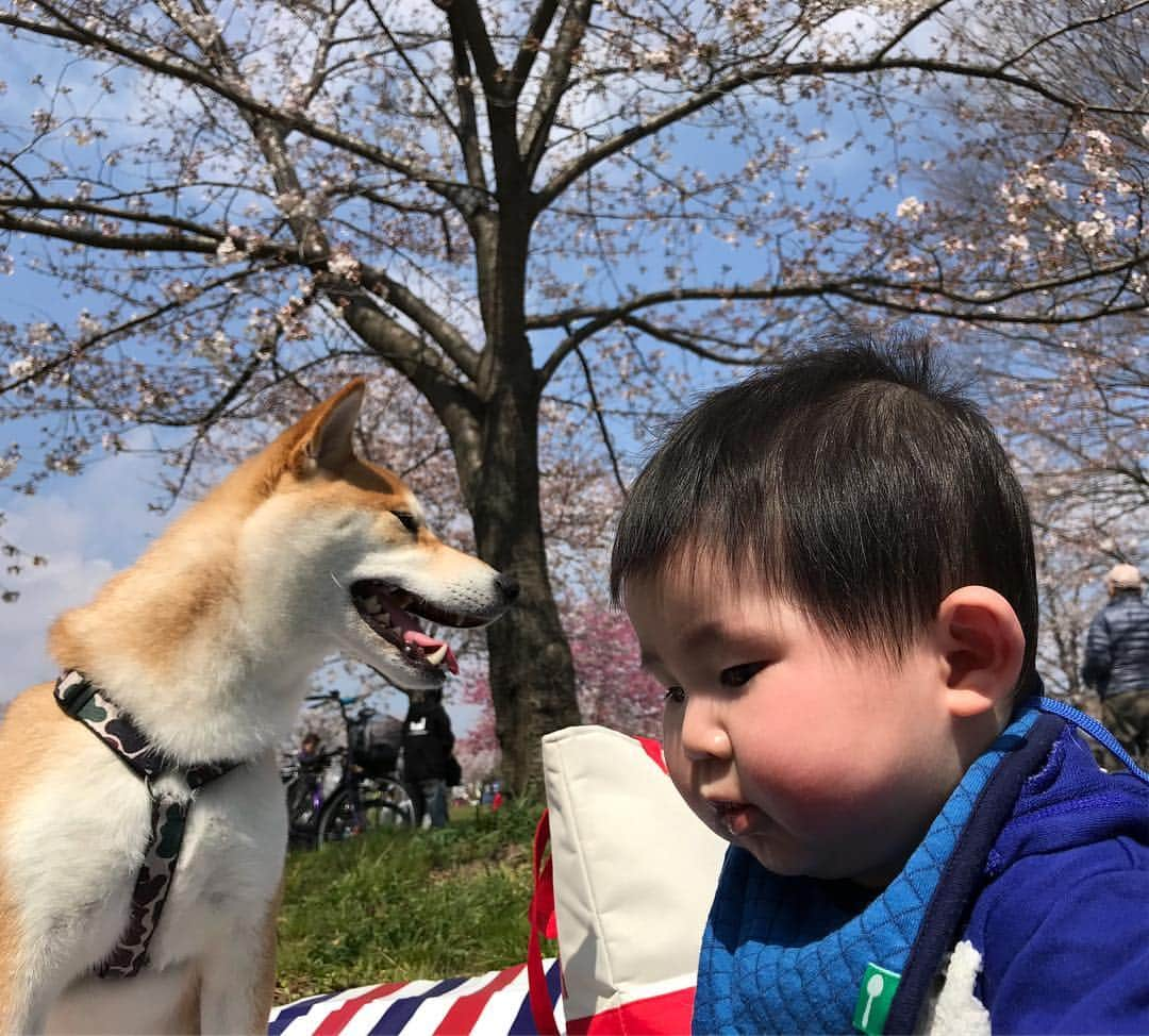 高橋みゆきさんのインスタグラム写真 - (高橋みゆきInstagram)「恒例のお花見🌸まだそんな咲いてなかったよ😅クラ吉は慣れたもんです🐶心坊は初🌸 #花見 #いつも満開前に行くね #まったり」3月31日 16時57分 - shin_miyukichi