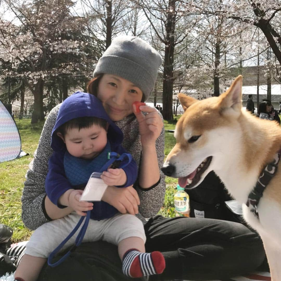 高橋みゆきさんのインスタグラム写真 - (高橋みゆきInstagram)「恒例のお花見🌸まだそんな咲いてなかったよ😅クラ吉は慣れたもんです🐶心坊は初🌸 #花見 #いつも満開前に行くね #まったり」3月31日 16時57分 - shin_miyukichi