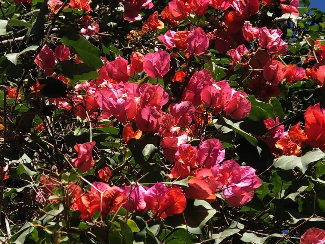 のインスタグラム：「Flower power !  #Roseanna #FlowerPower #Maroc #Terredesetoiles #Flowers #Inspirational」