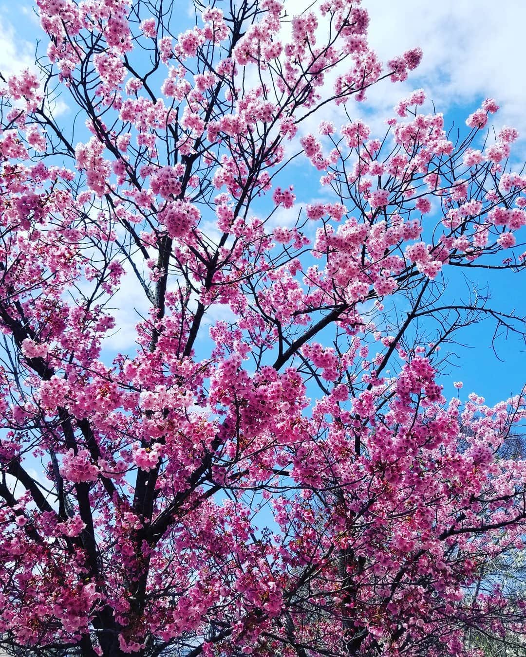 のインスタグラム：「きれいや〰️‼️この春はじめてちゃんと桜をみました🌸」
