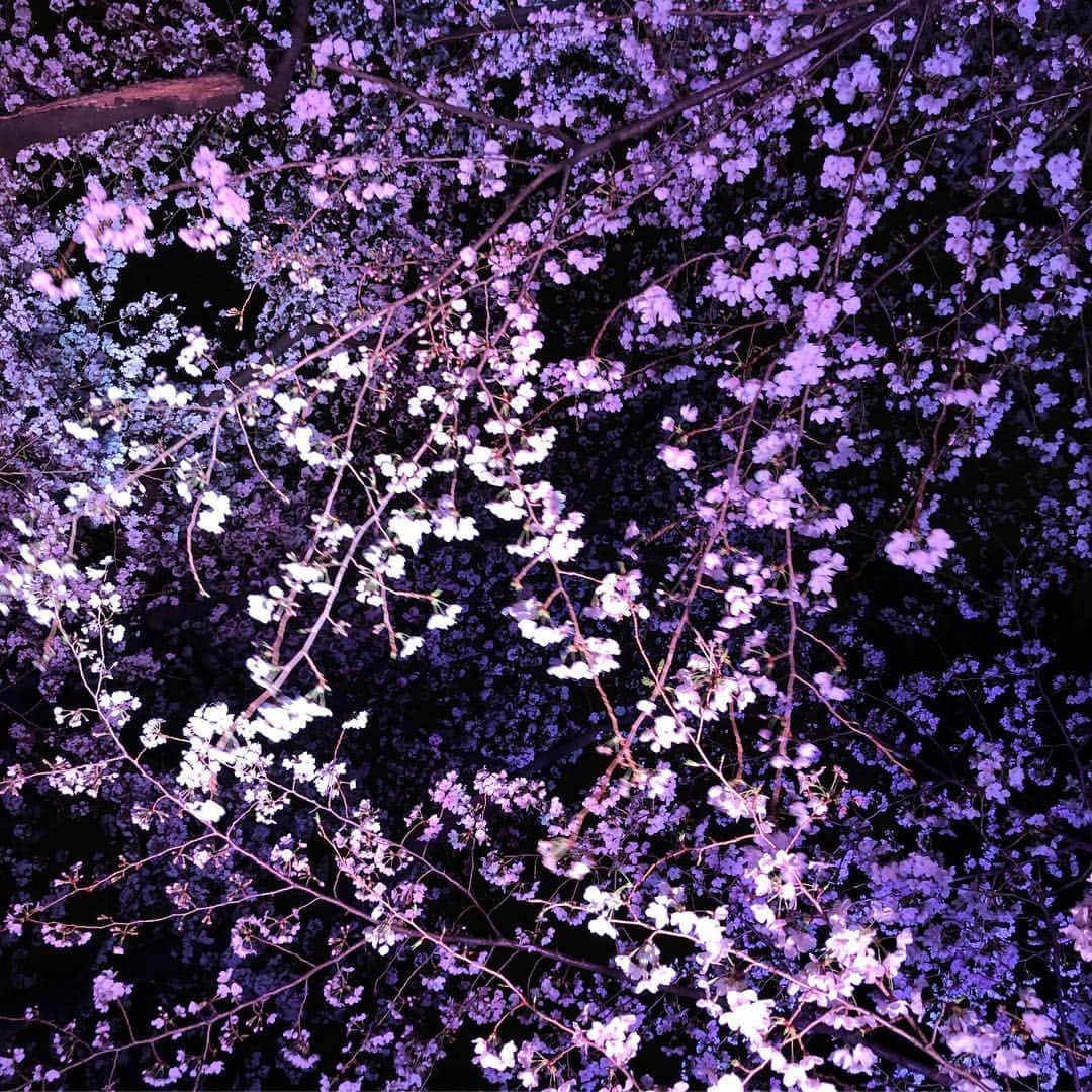 柏山奈々美さんのインスタグラム写真 - (柏山奈々美Instagram)「曇ってたけど、桜は綺麗に咲いてました🌸  #sakura #桜」3月31日 17時15分 - nanamikashiyama