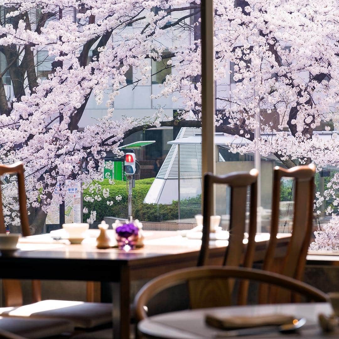 ヒルトン東京さんのインスタグラム写真 - (ヒルトン東京Instagram)「ヒルトン東京、今週🌸満開🌸を迎えます！ 王朝で、お食事とお花見を一緒にお楽しみいただけます🙃 ランチタイムには『シェフズスペシャルランチ』で🍃春の彩り冷菜盛り合わせやコラーゲンたっぷりのコニッシュジャックスープなど7品からなる🍽セットメニューをご用意しています。ディナータイムには、🥢春の美潤桜ディナーと🌃桜イルミネーションをお楽しみいただけます。 📸王朝のランチ・ディナープランについて、プロフィールのリンクより  #ヒルトン東京 #hiltontokyo #dynasty #王朝 #中国料理 #中華料理  #Chinese cuisine #tokyoeats #shinjuku  #sakura #hanami #花見 #桜満開 #満開」3月31日 17時15分 - hiltontokyo
