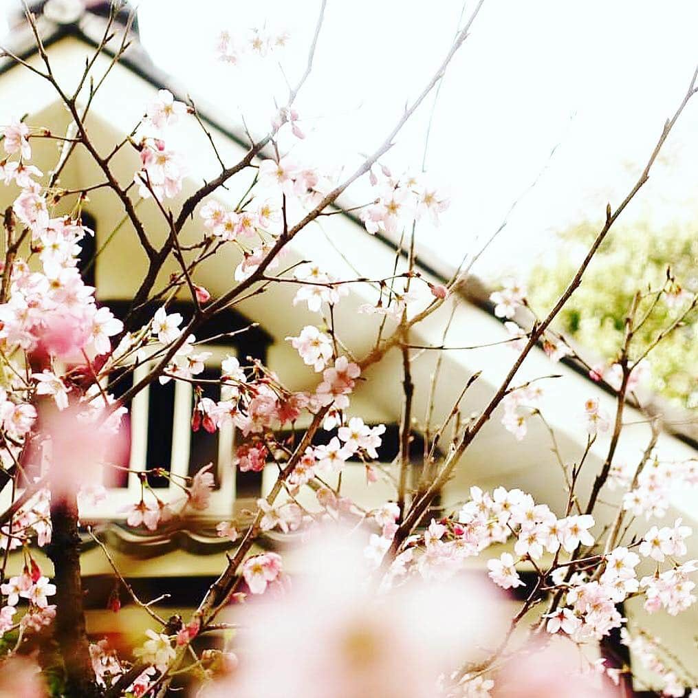 ホテル椿山荘東京さんのインスタグラム写真 - (ホテル椿山荘東京Instagram)「心踊る桜景色が続々と🌸 Sakuraフォトキャンペーン開催中！ 詳細はプロフィールのURLへ。 Our cherry blossom photo campaign is underway until April 8th. repost from @h.hori_tokyo  #桜満開 #東京 #桜景色 #sakura_hct」3月31日 17時33分 - hotelchinzansotokyo_official