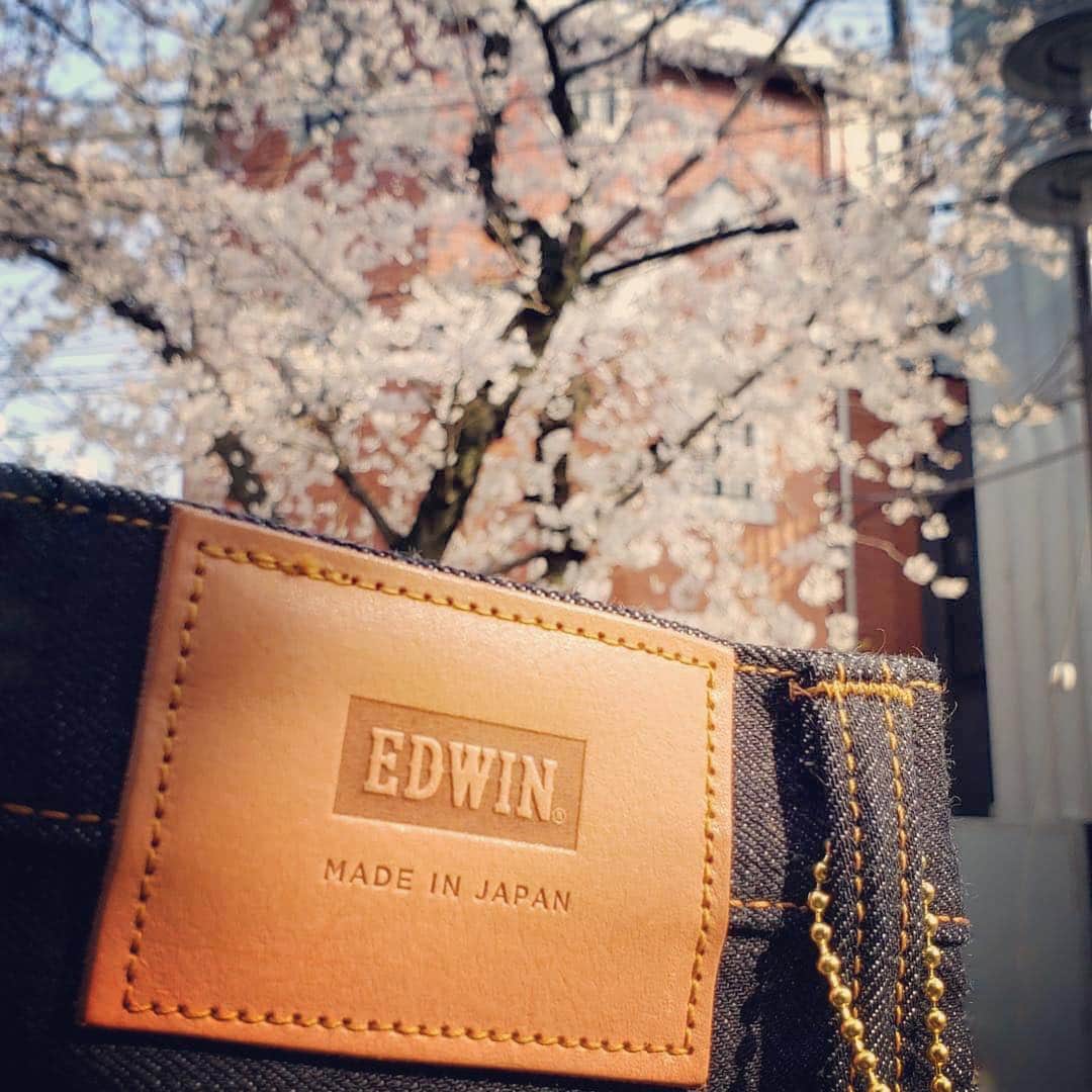 EDWINさんのインスタグラム写真 - (EDWINInstagram)「Sakura Sunday🌸🇯🇵 #花見 #桜  #🌸 #rainbowselvedge  #Repost @edwin_tokyo_harajuku ・・・ . 【Japanese spring】 . #sakura🌸 × #edwin👖 . #selvage #selvedgedenim #ootd #fashion #men #beautiful #rawdenim #outfit #rugged #rainbowselvedge #rainbow #madeinjapan #mensfashion #jeans #denim #styleformen #ruggedstyle #edwin_tokyo_harajuku #edwinjapan #edwin #tokyo #harajuku #edwinjeans #love」3月31日 17時39分 - edwin_japan