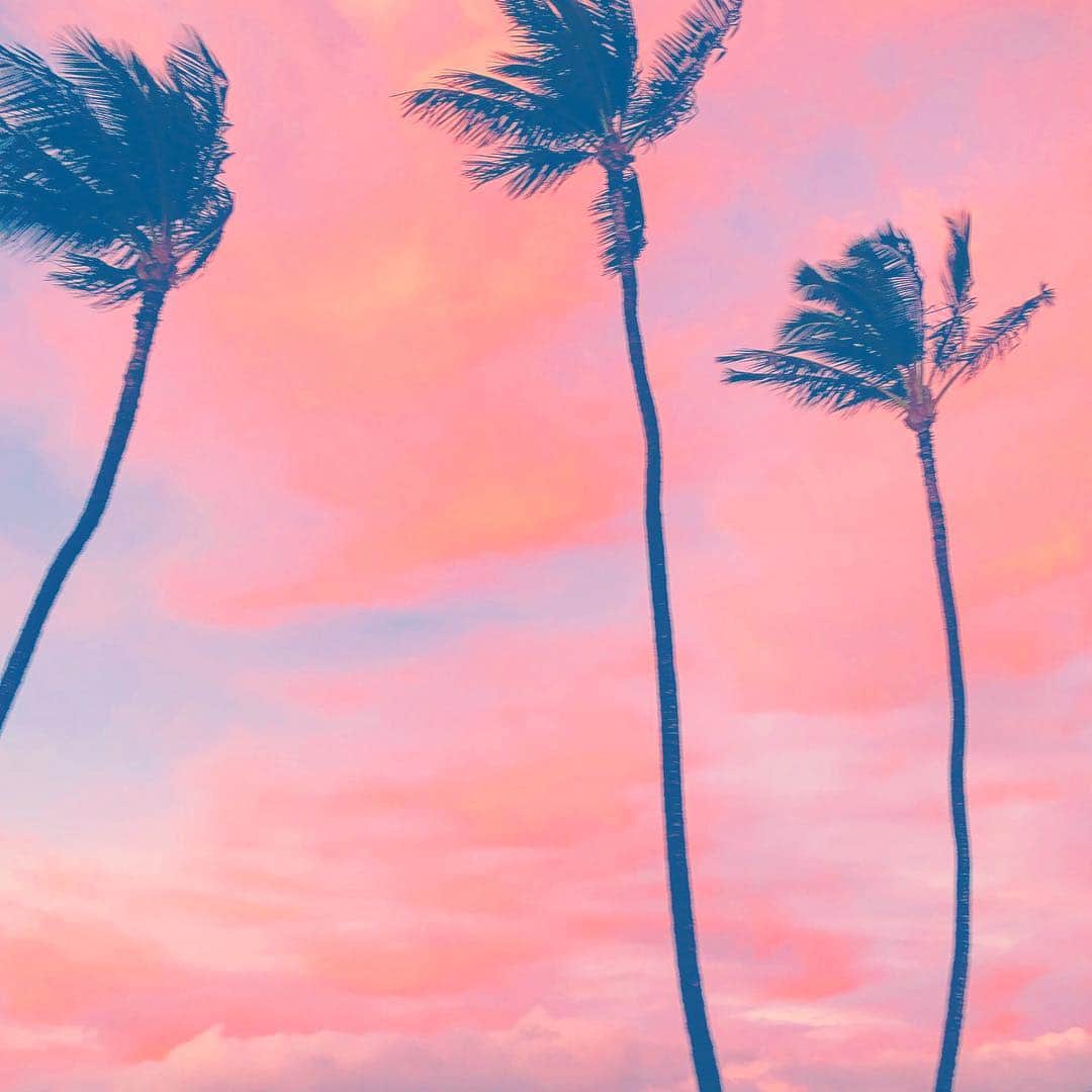 のインスタグラム：「Palms  椰子。」