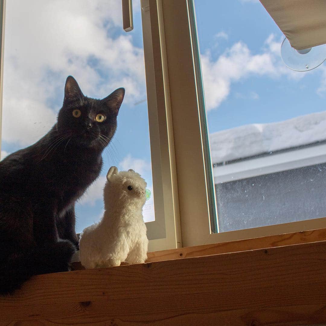 マアルのインスタグラム：「ごましおちゃん🐱お客様の猫さん紹介です🐈 #北海道 #旭川市 #ペットホテル #黒猫 #blackcat」