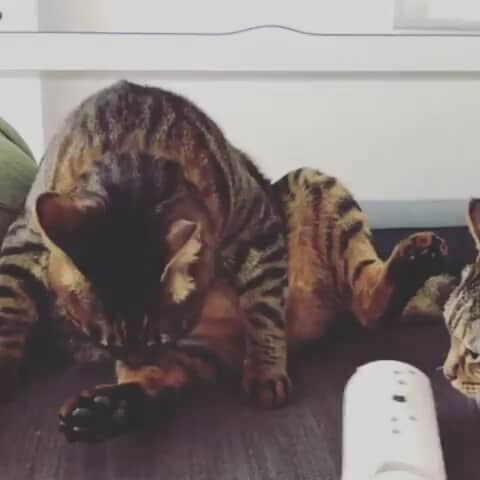 猫壱（ねこいち•ネコイチ）のインスタグラム