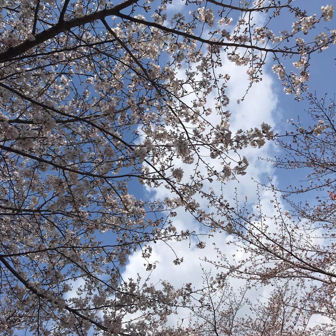 Hiromi Ｍaedaさんのインスタグラム写真 - (Hiromi ＭaedaInstagram)「ちょっと寒かったけどお花見🌸 ・ 今年は何回できるかな？😽 ・ ・ @fitflop_japan のスニーカー👟軽くて柔らかくて履き心地抜群すぎる👍🏽◎ ・ ・ outer #normbyhiron  tops #poloralphlauren shoes #fitflop_japan#フィットフロップ」3月31日 17時48分 - hiron953