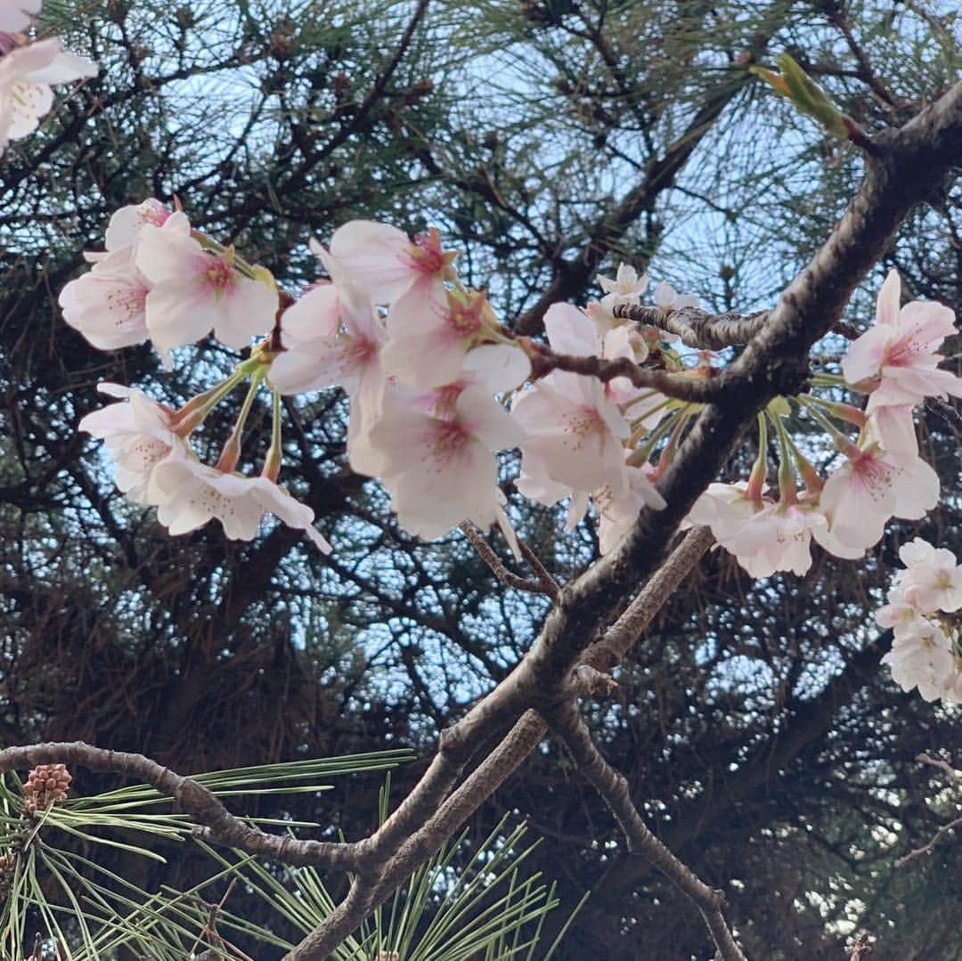 牛窪万里子さんのインスタグラム写真 - (牛窪万里子Instagram)「今日は紀尾井ホールにて開催された友人の演奏会へ。帰り道、四ツ谷駅まで続く桜並木を散歩しました。桜は7分咲きくらいかな？まだまだ楽しめますね！！明日は寒波が来るそうなので、ダウンは手放せないです。 #桜 #花見 #桜並木 #紀尾井ホール #寒暖の差が激しい  #sakura @moncler」3月31日 17時55分 - mariko_ushikubo