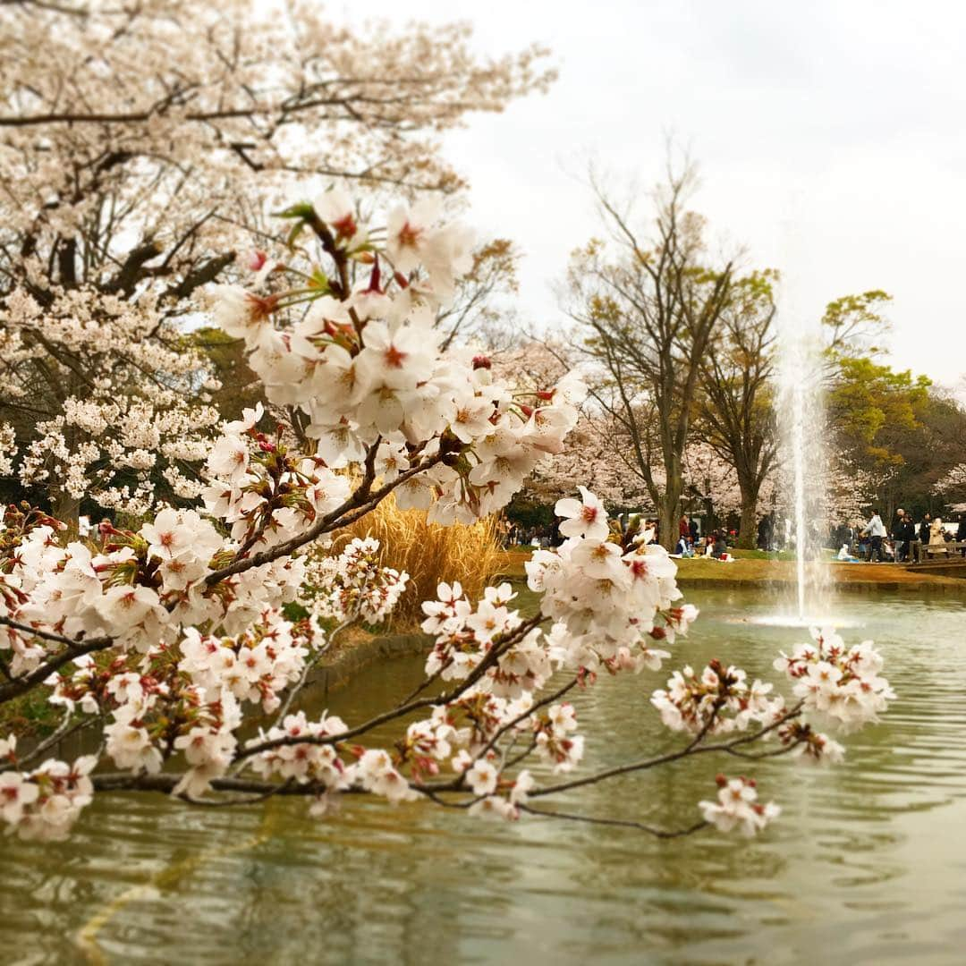 中倉隆道さんのインスタグラム写真 - (中倉隆道Instagram)「. 桜ロケ🌸 . 合間にパシャリ♬ . . なんか今年は色が白い気がするー☺️ . . お花見楽しそー😋🍺 . . #お花見 #桜 #ロケ #フリーアナウンサー #中倉隆道 #柿ピー研究家 #アニメ研究家」3月31日 17時57分 - ryudo.tokyo