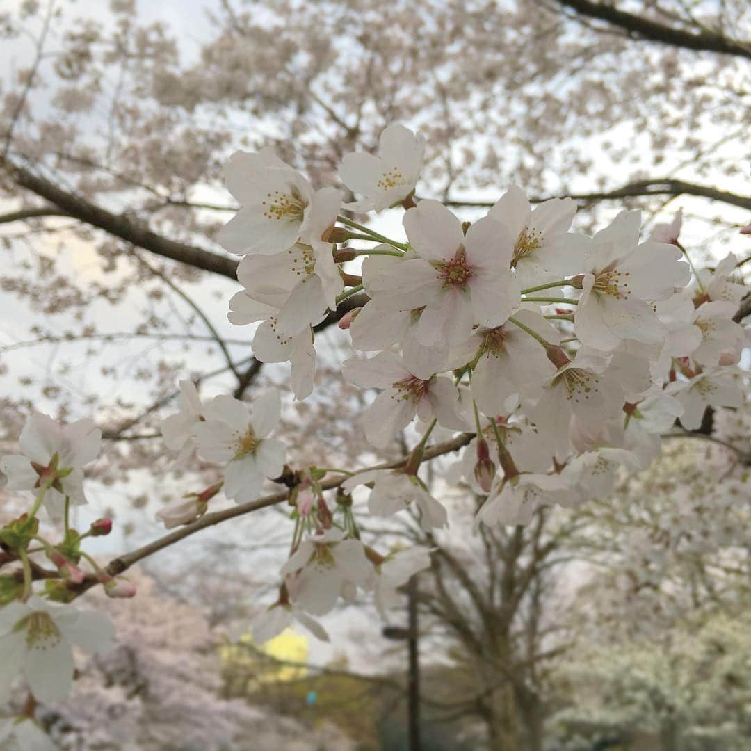 中倉隆道さんのインスタグラム写真 - (中倉隆道Instagram)「. 桜ロケ🌸 . 合間にパシャリ♬ . . なんか今年は色が白い気がするー☺️ . . お花見楽しそー😋🍺 . . #お花見 #桜 #ロケ #フリーアナウンサー #中倉隆道 #柿ピー研究家 #アニメ研究家」3月31日 17時57分 - ryudo.tokyo