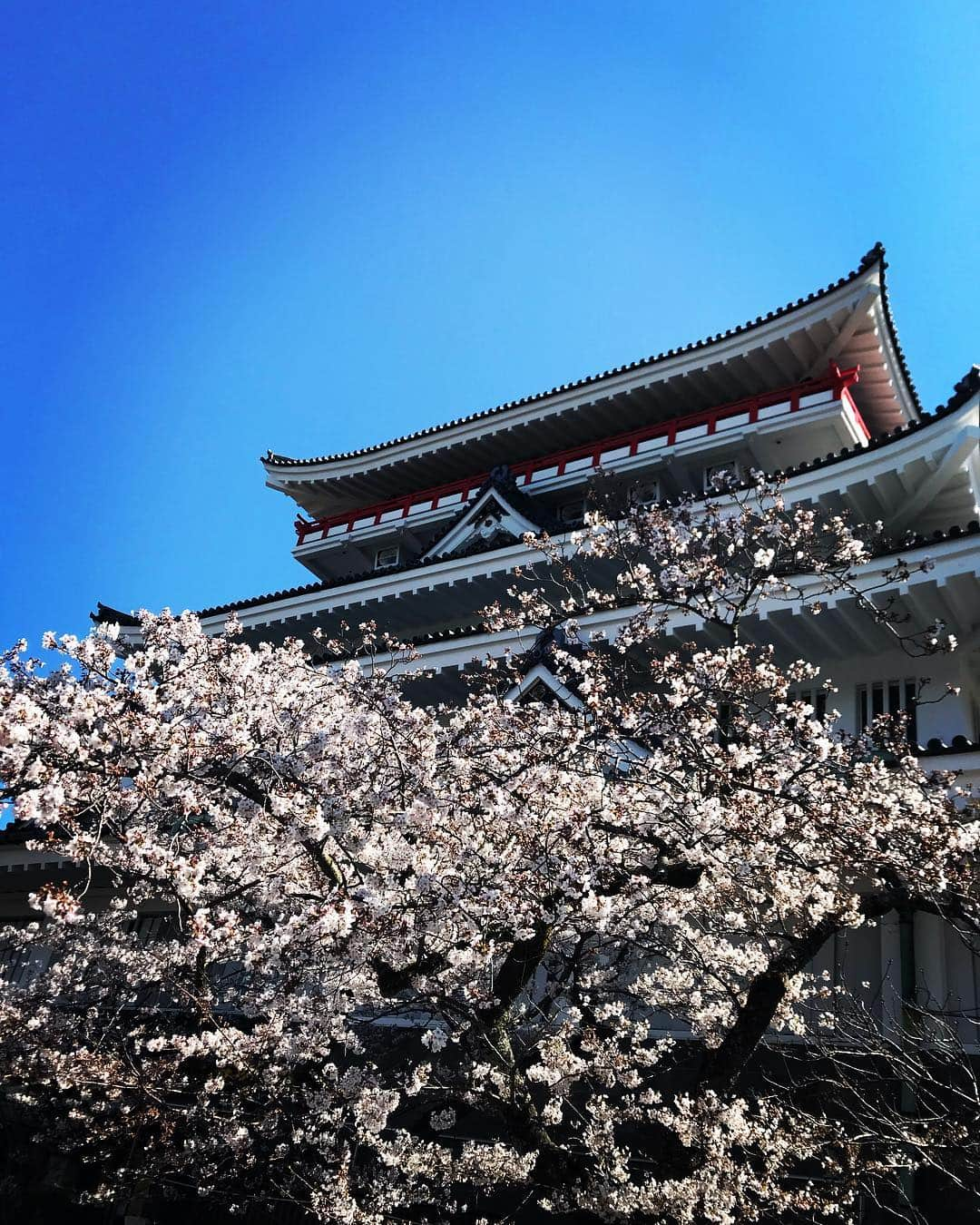 緑友利恵さんのインスタグラム写真 - (緑友利恵Instagram)「皆さん、お花見はしましたか？？ 熱海の桜は熱海城を取り囲む様に桜が咲いていて、 凄く華麗でした🌸  四月は新学期と新社会人 平成最後の四月にまた一つ歳を重ね。 喜びと期待に満ち溢れる季節 頑張りましょう🌸  #april #新社会人 #新学期 #お花見 #熱海城 #instagood」3月31日 17時59分 - yurie_0416