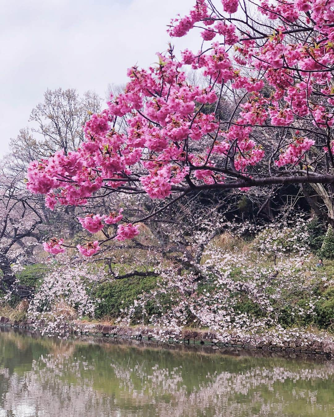 鮎河ナオミさんのインスタグラム写真 - (鮎河ナオミInstagram)「🌸🌸🌸 . . . . . #fullbloom #spring #springtime #march #sakura #cherryblossom #tokyo #japan #桜 #八重桜 #満開 #🌸」3月31日 18時00分 - naomiayukawa