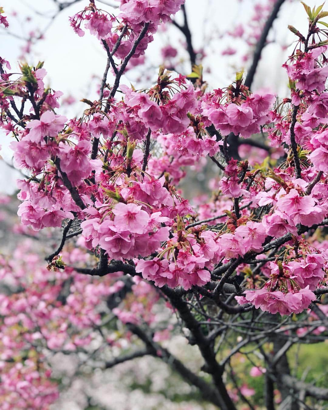 鮎河ナオミさんのインスタグラム写真 - (鮎河ナオミInstagram)「🌸🌸🌸 . . . . . #fullbloom #spring #springtime #march #sakura #cherryblossom #tokyo #japan #桜 #八重桜 #満開 #🌸」3月31日 18時00分 - naomiayukawa