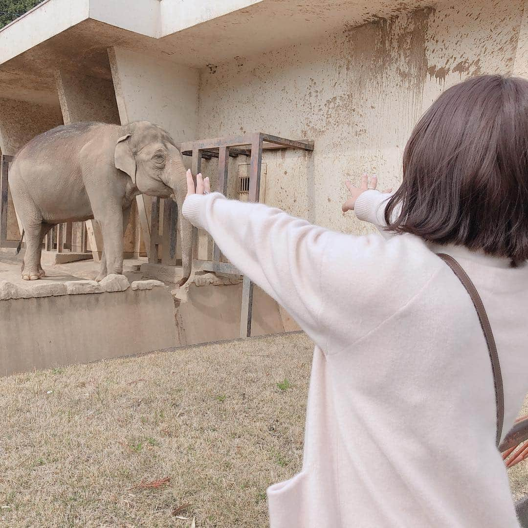 葉月さんのインスタグラム写真 - (葉月Instagram)「ㅤㅤㅤㅤㅤㅤㅤㅤㅤㅤㅤㅤㅤ ▽2019.03.19. どうぶつえん、ぞうさんしりーず。」3月31日 18時00分 - hazu1121