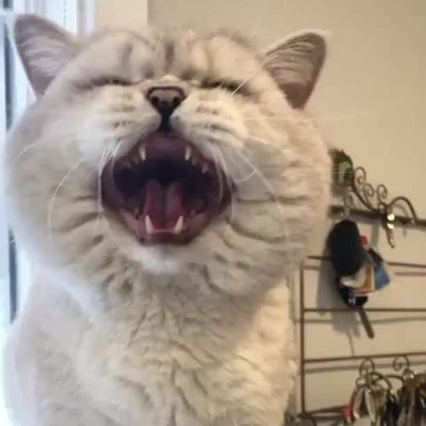 のインスタグラム：「When I demand attention⠀ ⠀ @lorettabritishcattery⠀ ⠀ Want @9gag feature your cat 😺 ? Join our cat community and start sharing now 🐾 Link in bio⠀ ⠀ #meowed #lorettabritishcattery #fluffycat #chubbycat」