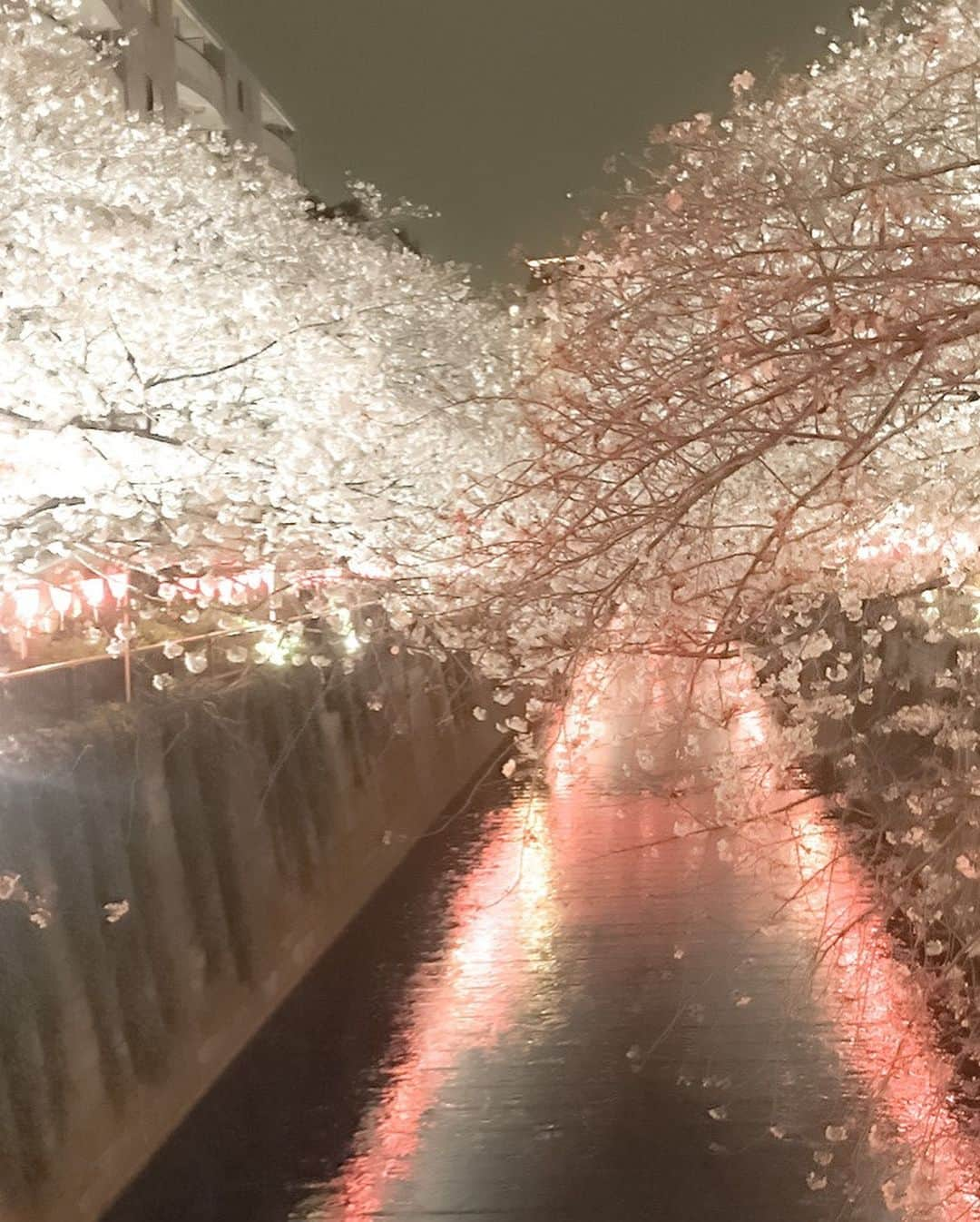 谷川りさこさんのインスタグラム写真 - (谷川りさこInstagram)「今年も綺麗でした！ #目黒川桜まつり  #平成最後の桜 #spring  #新生活 #2019#中目黒 #sakura#新元号は何だろう」3月31日 18時04分 - risakoko