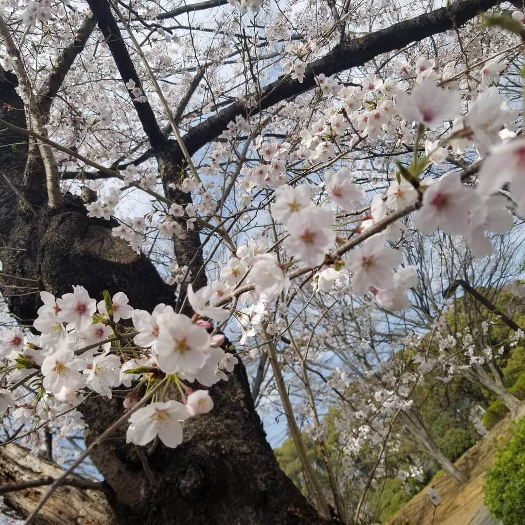 かねきよ勝則さんのインスタグラム写真 - (かねきよ勝則Instagram)「12年前に放送されてたNHK連続テレビ小説『どんど晴れ』の出演者やスタッフさんとのお花見🌸🍡 私は出演していた訳じゃないですが😅  #比嘉愛未 #佐藤もみじ #新宿カウボーイ #かねきよ」3月31日 18時18分 - shinjyukucowboy_kanekiyo