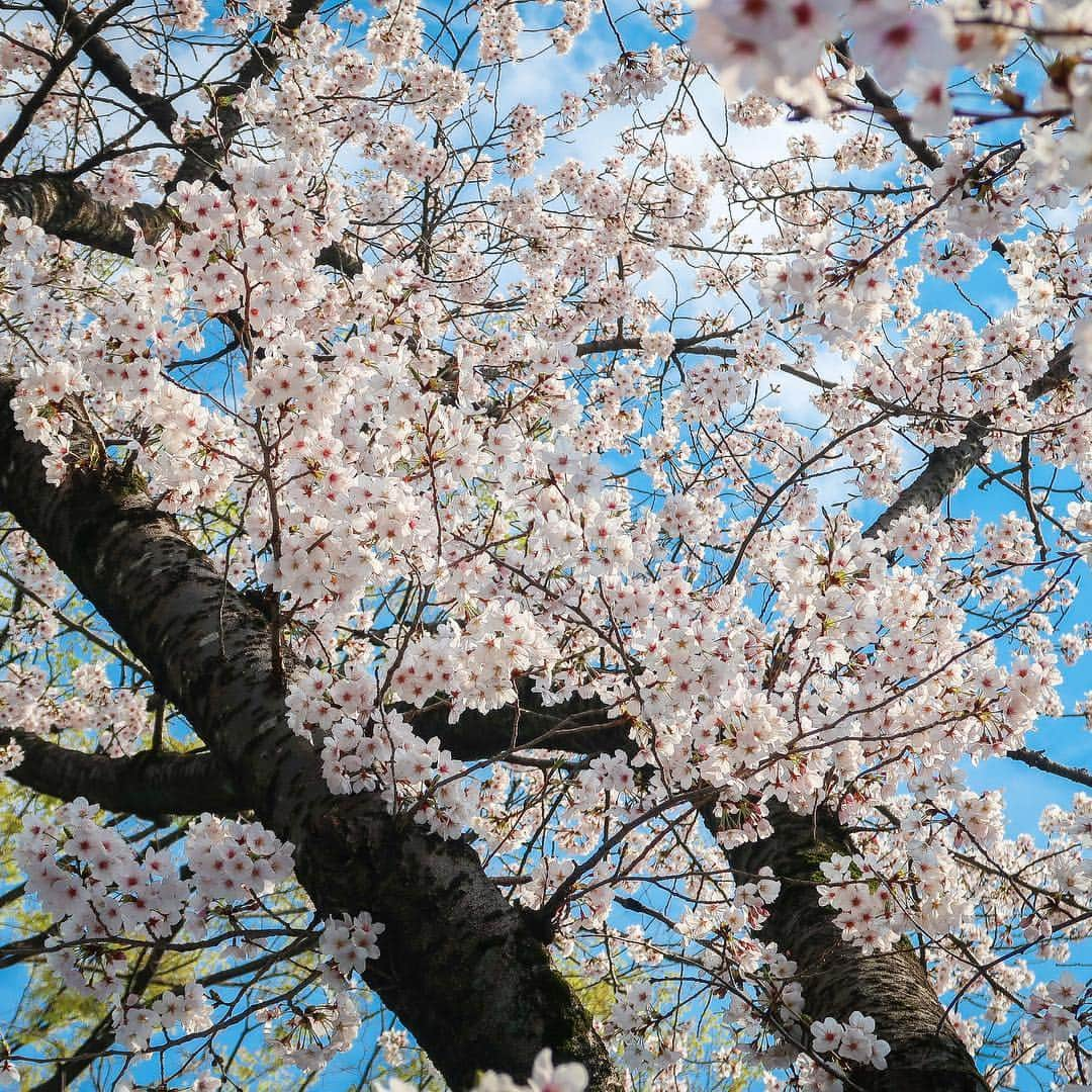 2020年東京オリンピックさんのインスタグラム写真 - (2020年東京オリンピックInstagram)「Sharing the most beautiful moment in Tokyo, #sakura in full bloom 🌸 This time next year, the Olympic Torch Relay will begin! . | Photo by Tokyo 2020」3月31日 18時18分 - tokyo2020