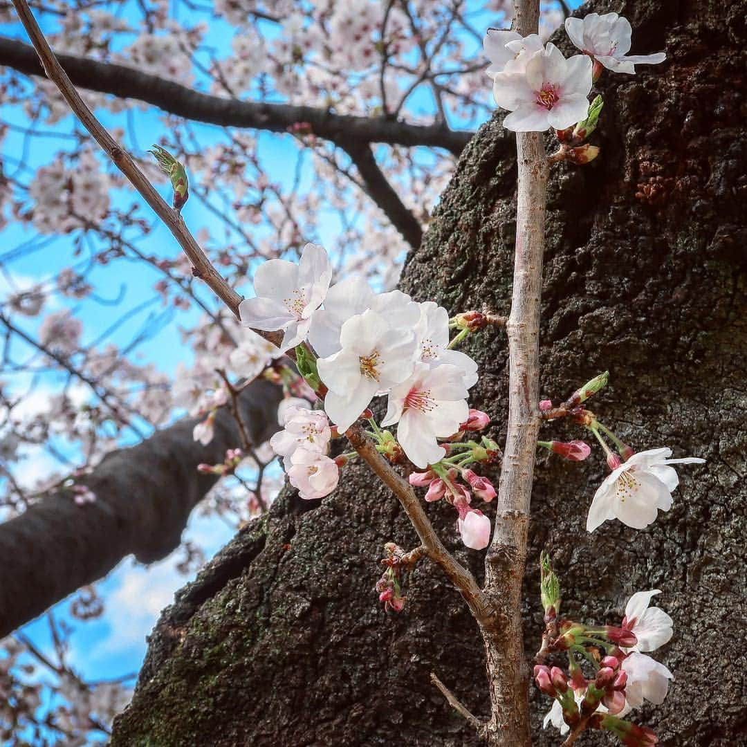 2020年東京オリンピックさんのインスタグラム写真 - (2020年東京オリンピックInstagram)「Sharing the most beautiful moment in Tokyo, #sakura in full bloom 🌸 This time next year, the Olympic Torch Relay will begin! . | Photo by Tokyo 2020」3月31日 18時18分 - tokyo2020